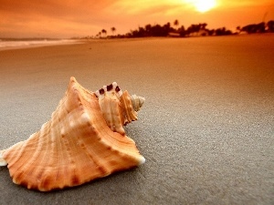 Beaches, sea, shell