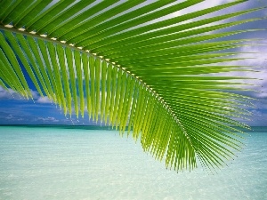 Palms, sea, leaf