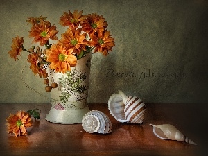 Shells, Vase, composition, daisy