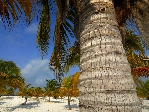 Sand, Sky, Palms