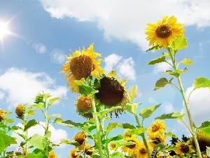 Sky, Nice sunflowers, sun