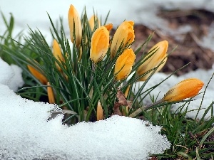 snow, yellow, crocus, Spring, blur, clump