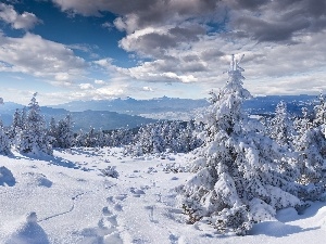 snow, winter, Mountains, Spruces