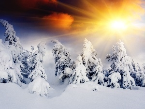 snow, Spruces, rays, winter, sun