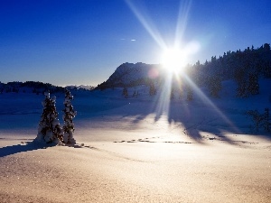 snow, trees, viewes, rays, winter, sun