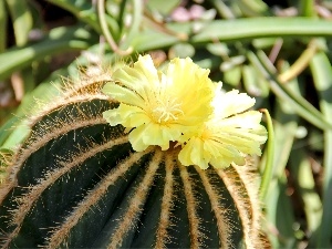 Cactus, Spikes, flower