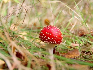 grass, Spots, White, mushroom, Hat, toadstool, Red