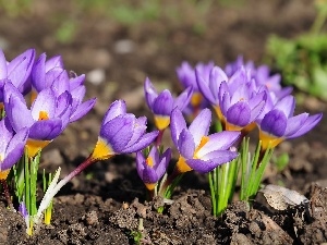 crocuses, Spring, purple