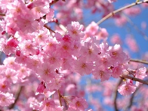 Spring, apple, Pink, Flowers