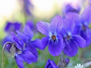 Spring, Flowers, fragrant violets, purple