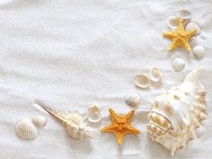 Shells, starfish, Sand