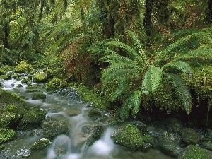 stream, fern, trees, Stones, viewes