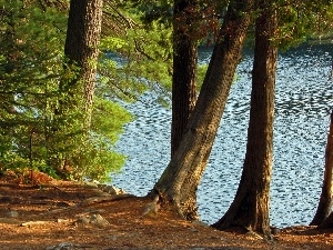 forest, summer, lake