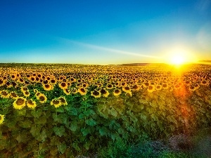 sun, west, Field, sunflowers
