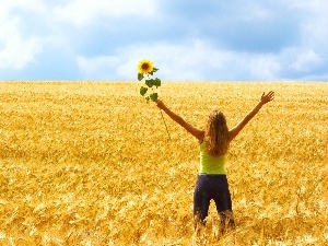 Sunflower, girl, Field, corn