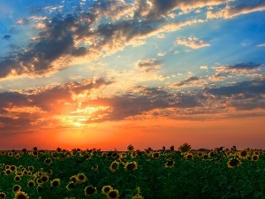 sunflowers, Field, west, sun