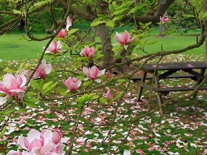 table, Magnolia, Garden, Pink