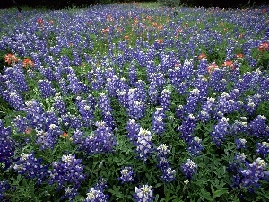 Teksas, Hill Country, Field, Lupin