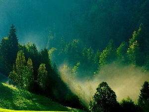 The Hills, green ones, Morning, Fog