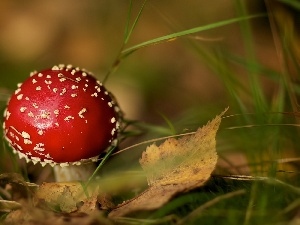 toadstool, Red