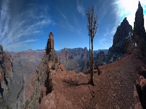 trees, canyons