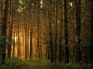 Way, viewes, forest, forest, light breaking through sky, trees