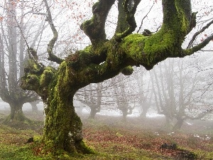 Moss, trees, curves, autumn, Leaf, Fog, old