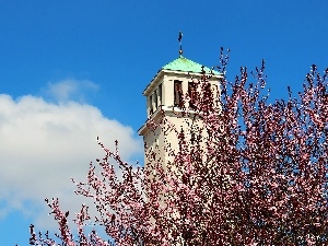 trees, flourishing, tower, Church