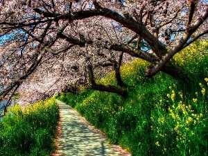 trees, flourishing, Spring, VEGETATION, Path