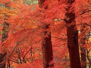 trees, color, forest, viewes, autumn