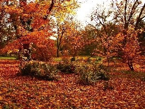 trees, color, Leaf, Garden, viewes, autumn