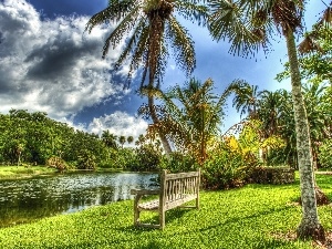 trees, Bench, Palms, viewes, River