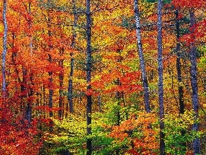 trees, forest, warm, viewes, colors