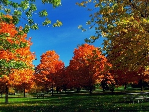 viewes, trees, autumn, Bench, Park