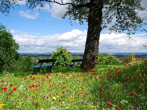 viewes, trees, Meadow, bench, Flowers