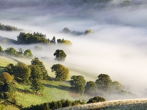 viewes, trees, field, Fog