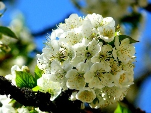 viewes, trees, White, fruit, Flowers
