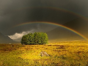 viewes, trees, Mountains, Great Rainbows