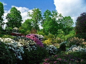 Flowers, rhododendron, Park