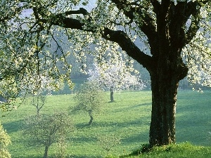 viewes, trees, field, Spring, flourishing