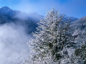 viewes, trees, Mountains, winter, Fog