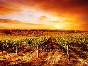 sun, vineyard, west