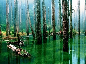 forest, water, awash