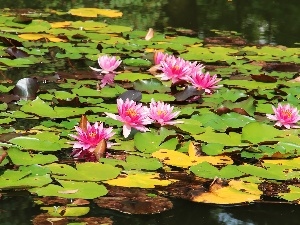 lilies, water, Pink