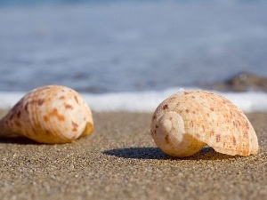 Waves, Beaches, Shells, sea, Sand