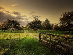 Way, viewes, fruit, orchard, fence, trees