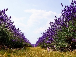 lavender, Way, Field