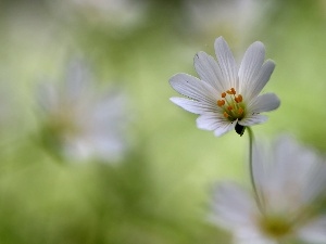 White, Colourfull Flowers, Cerastium