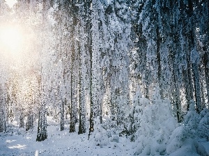 winter, sun, forest, rays