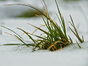 grass, winter, snow